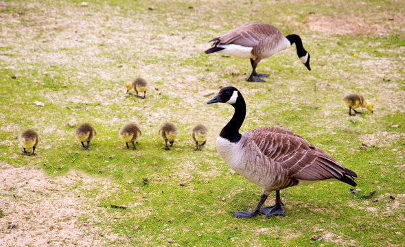 Family of Canada geese (Branta canadensis)