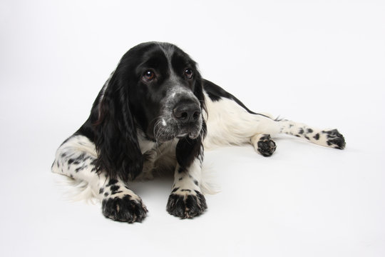 English Springer Spaniel