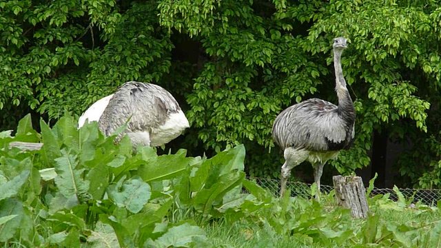 Straussenvögel im Gras