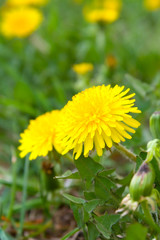 Close-up of dandelion