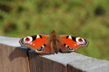 schmetterling
