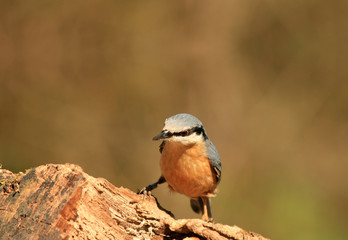 nuthatch