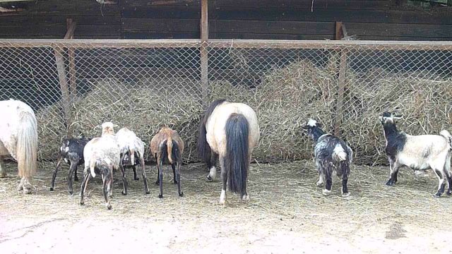 Tierf&uuml;tterung