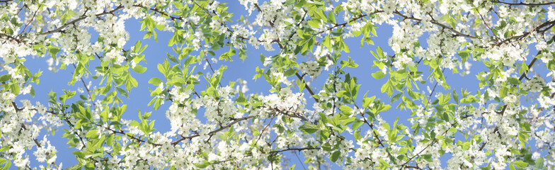 Branches of plum