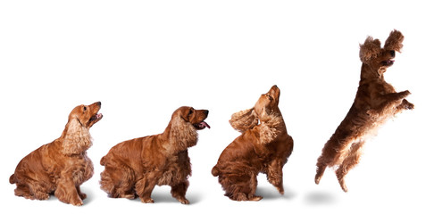 Jumping cocker spaniel
