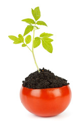 Transplant of a tree in a pot from fresh tomato