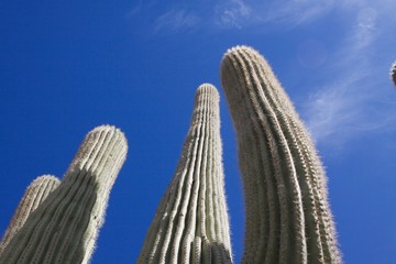 Kakteen in der Wüste um Tucson