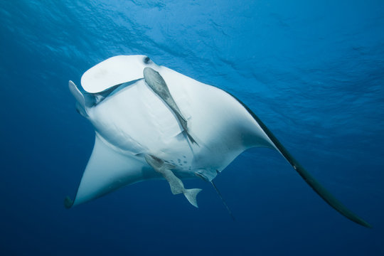 Manta Ray (Manta birostris)
