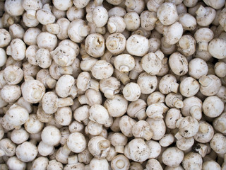 produce - organic mushrooms background