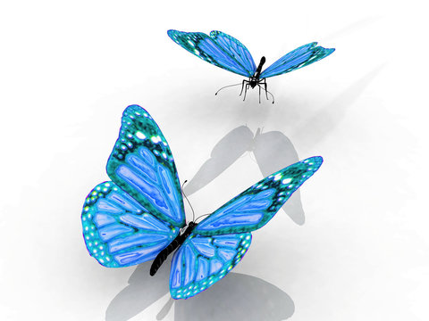 les papillons bleus