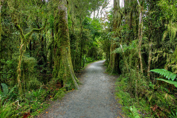 Fototapeta na wymiar krajobraz lasów tropikalnych