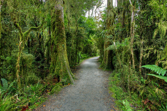 Fototapeta rainforest landscape