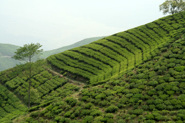 Beautiful pattern of bright, green tea garden on sloppy hill