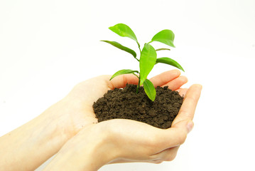 plant in hands