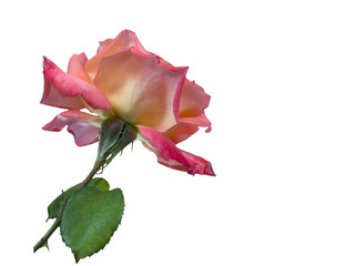 beautiful rose flower isolated on white background
