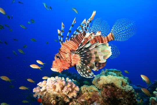 Lionfish (Pterois miles)