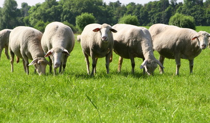 Naklejka na ściany i meble sheeps on green grass