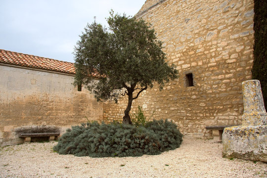 Old olive tree, Les Baux, provence, Frankreich