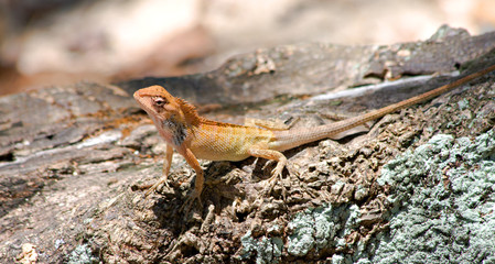 Changeable Lizard ( Calotes versicolor )