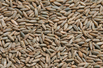 Bio-Roggen detail