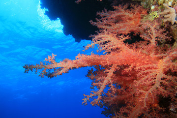 Fototapeta na wymiar Soft Coral (Dendronephthya)