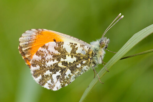 Close-up of Orange Tip butterfly (male)