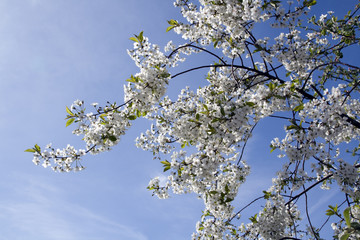 Blooming cherry branch. Blue sky in a background