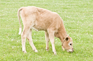 calf