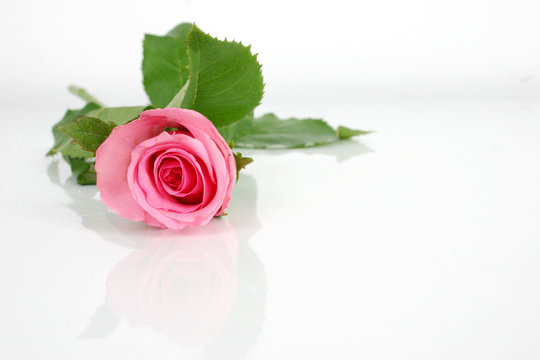 Isolate pink rose.
