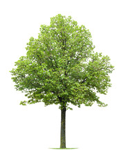Linden Tree