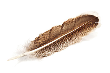 feather