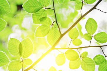 leafs