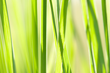 grass