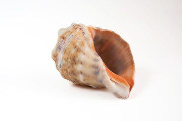 Sea-shell