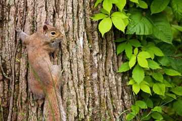 Squirrel and Tree