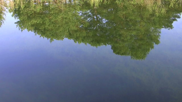 Brilliant green leaves reflecting in the calm water of a lake