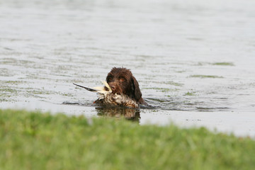 barbu tcheque nageant dans la rivière avec un gibier