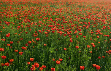 poppy field