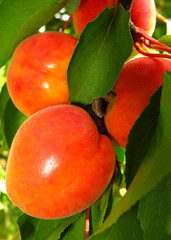 apricot