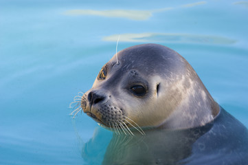 Harbour Seal