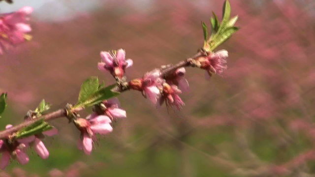 Pink peach blossoms in a gentle breeze