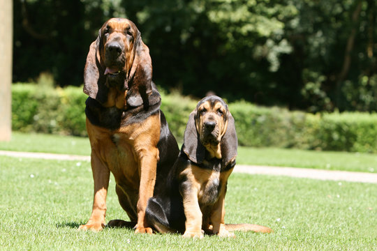 grand et petit saint hubert coll&eacute; serr&eacute; assis au soleil