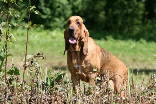 pose repos pour le saint hubert adulte dans le jardin