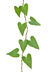 Vine isolated on white background
