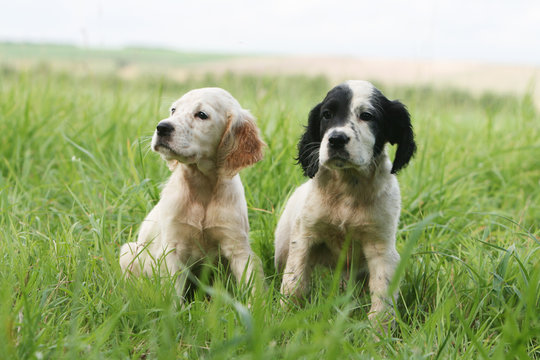 moment de detente pour deux chiots setter anglais en ete