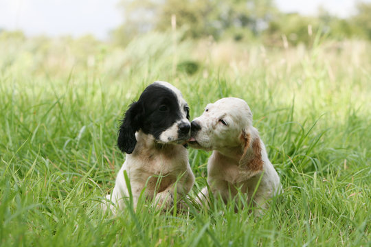 deux chiots setter anglais se faisant un bisou en campagne