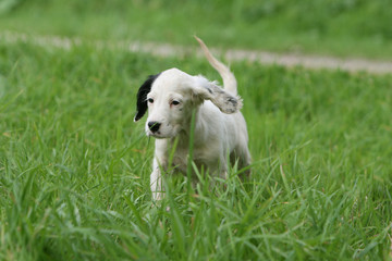 chiot setter anglais marchant vu de face dans le jardin