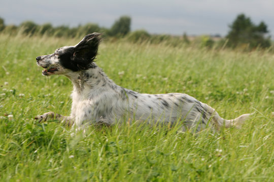 setter anglais courant dans les champs dans le vent de profil