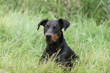repos pour le jeune dobermann en campagne en ete