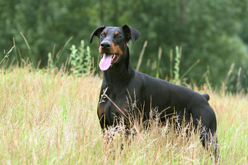 balade du dobermann adulte joyeux dans les champs